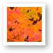 Colorful maple leaves Art Print