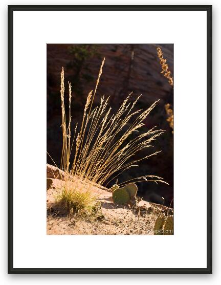 Desert grasses Framed Fine Art Print