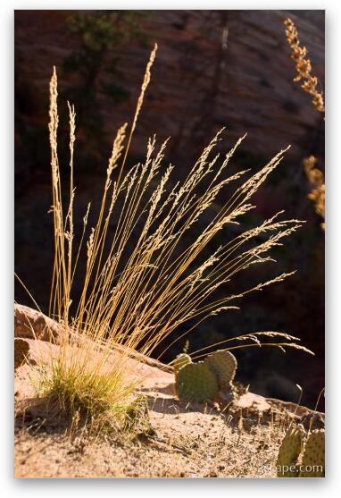 Desert grasses Fine Art Metal Print