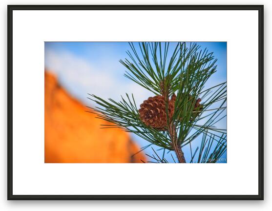 Pine cones Framed Fine Art Print