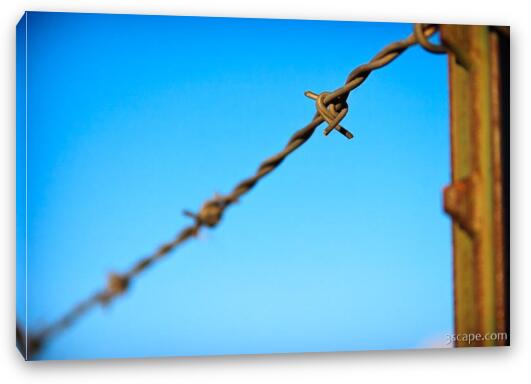 Barbed wire fence Fine Art Canvas Print