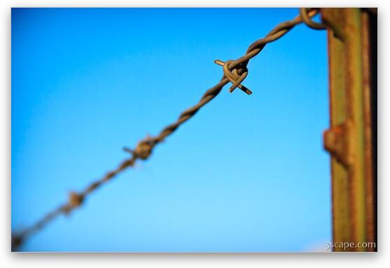 Barbed wire fence Fine Art Metal Print