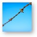 Barbed wire fence Metal Print