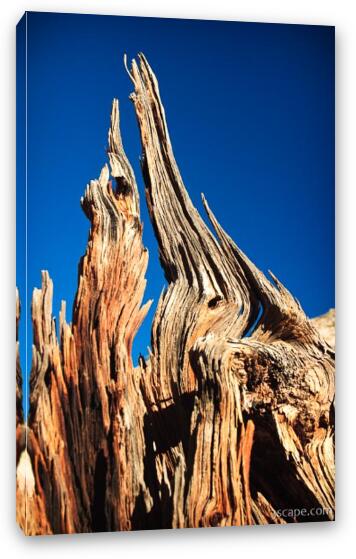 Dried out wood Fine Art Canvas Print