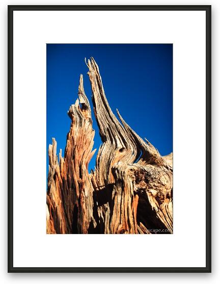 Dried out wood Framed Fine Art Print
