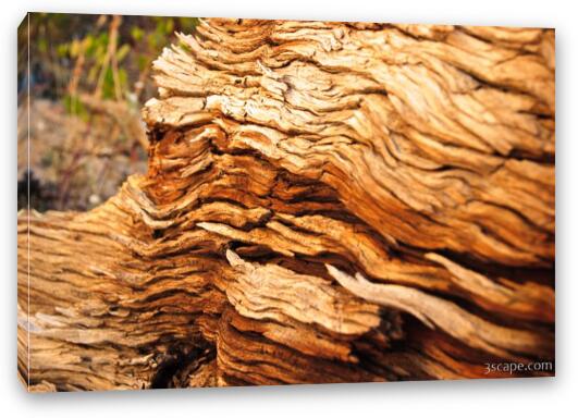 Dried out wood Fine Art Canvas Print