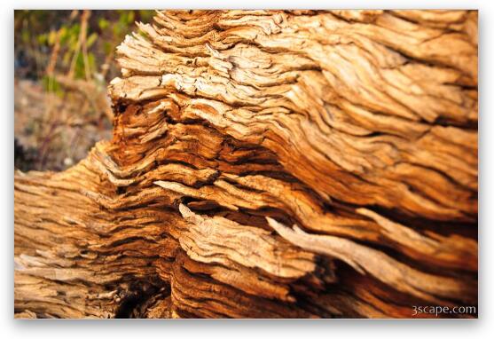 Dried out wood Fine Art Print