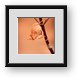 Buy Framed Print