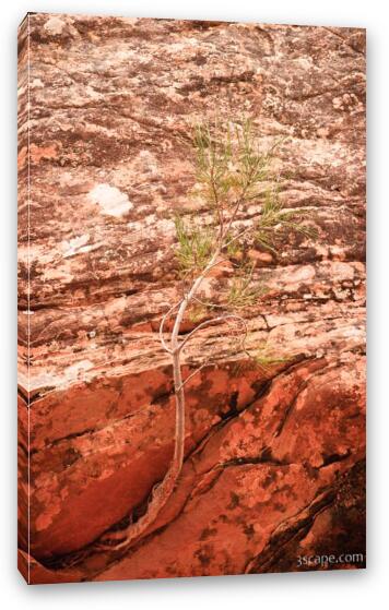 Tree clinging to the rock Fine Art Canvas Print