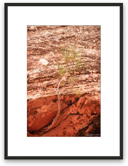 Tree clinging to the rock Framed Fine Art Print