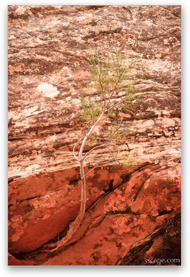 Tree clinging to the rock Fine Art Print