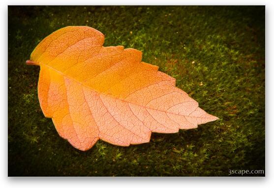 Autumn Leaf Macro Fine Art Print