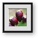 Buy Framed Print
