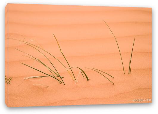 Grass in sand Fine Art Canvas Print