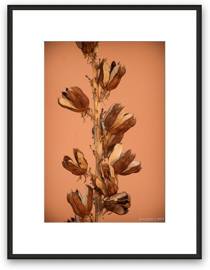 Desert plants Framed Fine Art Print