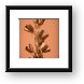 Desert plants Framed Print
