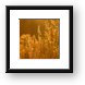Backlit desert plants Framed Print