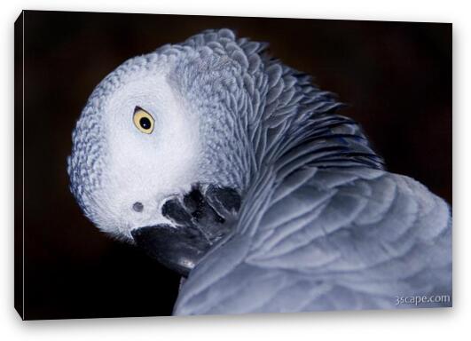 African Gray Parrot Fine Art Canvas Print