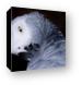 African Gray Parrot Canvas Print