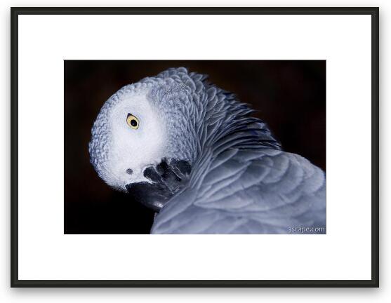 African Gray Parrot Framed Fine Art Print