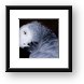 African Gray Parrot Framed Print