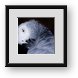Buy Framed Print