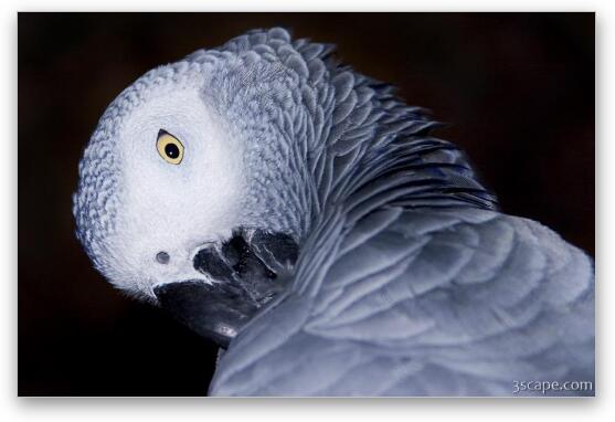 African Gray Parrot Fine Art Print