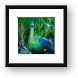 Peacock Framed Print