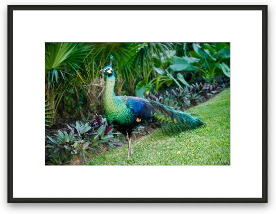 Peacock Framed Fine Art Print