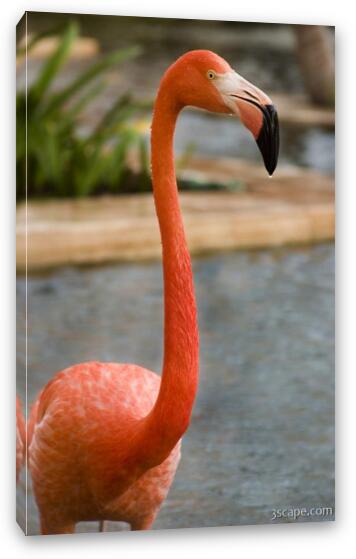 Flamingo Fine Art Canvas Print