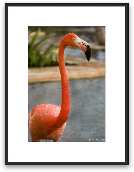 Flamingo Framed Fine Art Print