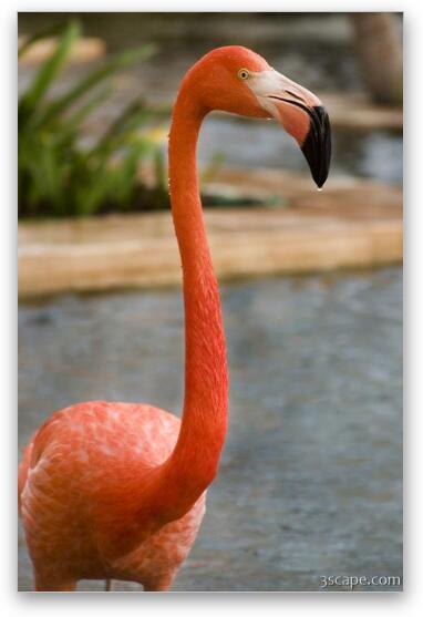 Flamingo Fine Art Metal Print