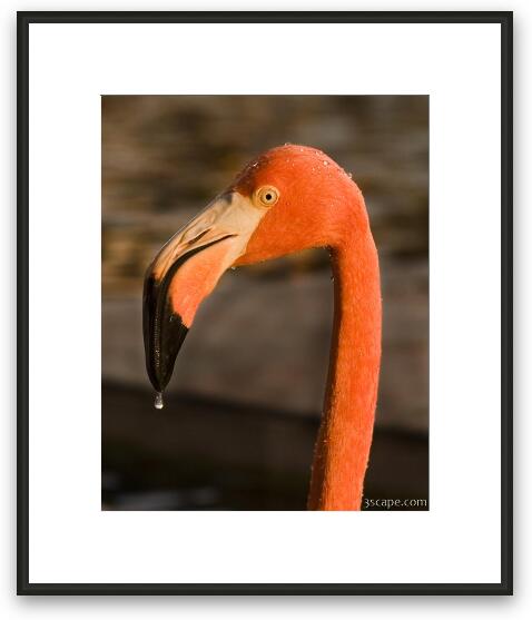 Pink Flamingo Framed Fine Art Print