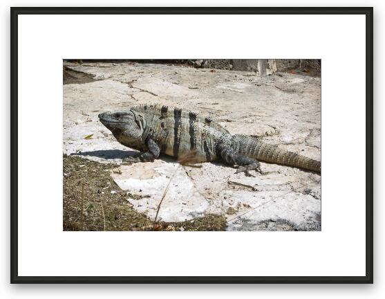 Iguana at Xel Ha Framed Fine Art Print