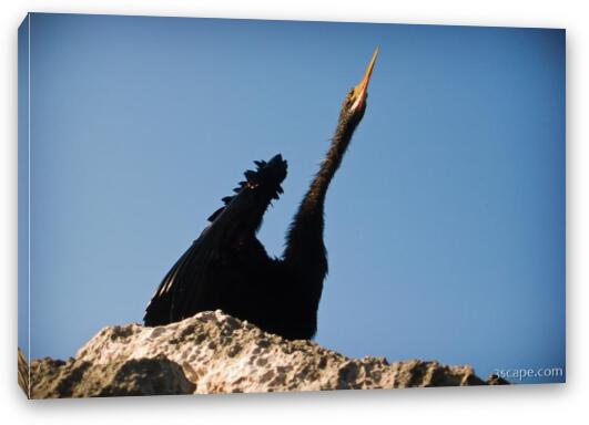 Black bird (stork?) Fine Art Canvas Print