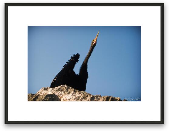 Black bird (stork?) Framed Fine Art Print