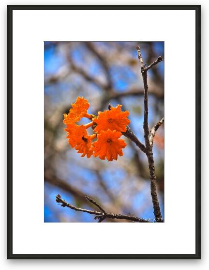 Orange flower Framed Fine Art Print