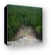 Looking down the steps of Coba's pyramid Canvas Print