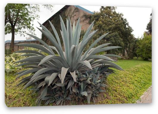 Huge cactus type plant in Arusha town Fine Art Canvas Print