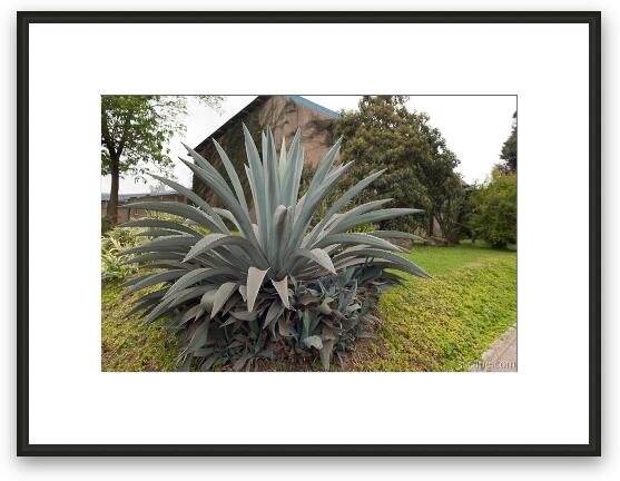 Huge cactus type plant in Arusha town Framed Fine Art Print
