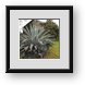 Buy Framed Print