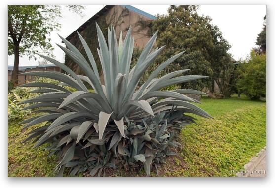 Huge cactus type plant in Arusha town Fine Art Metal Print
