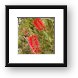 Bottlebrush Tree Framed Print