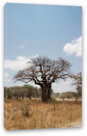 One of many huge Baobab trees Fine Art Canvas Print