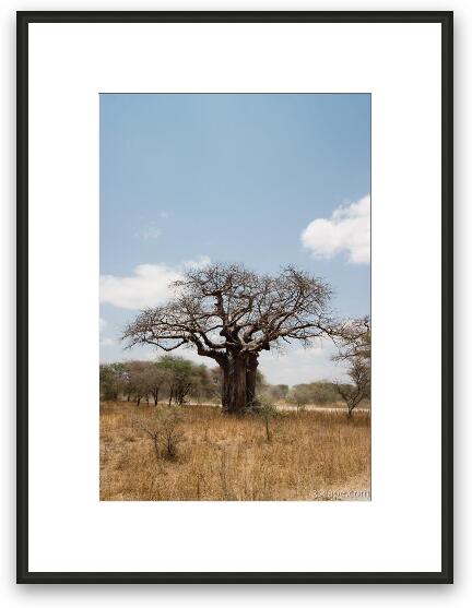 One of many huge Baobab trees Framed Fine Art Print