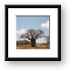 One of many huge Baobab trees Framed Print