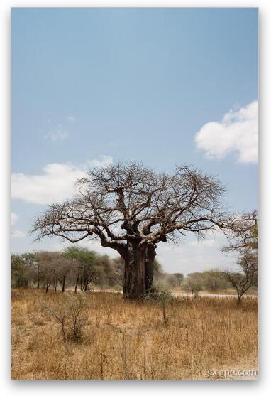 One of many huge Baobab trees Fine Art Metal Print