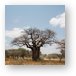 One of many huge Baobab trees Metal Print