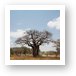 One of many huge Baobab trees Art Print