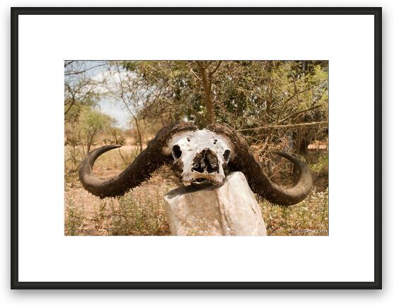 Buffalo skull Framed Fine Art Print